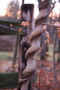 Twisted vine and tree trunk.